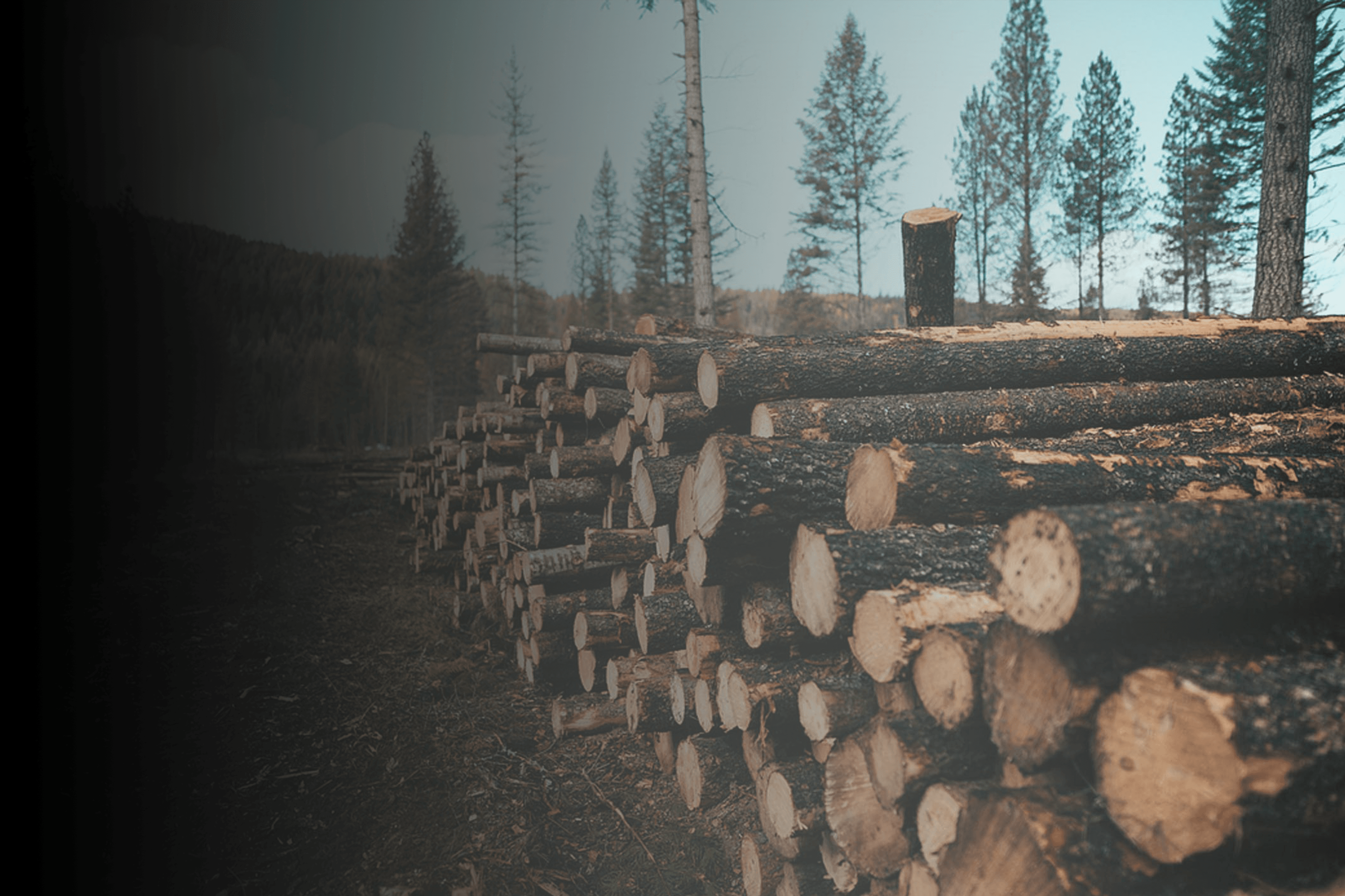 forestry 