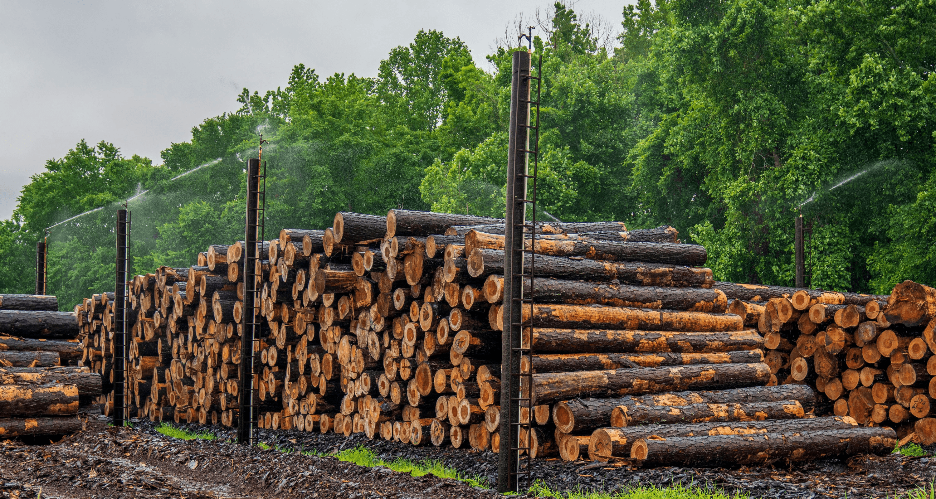 Forestry Systems Banner Background